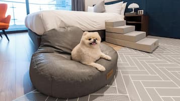 A dog sitting on a grey bean bag chair in a hotel room with a bed, a nightstand, and a view of the outside.