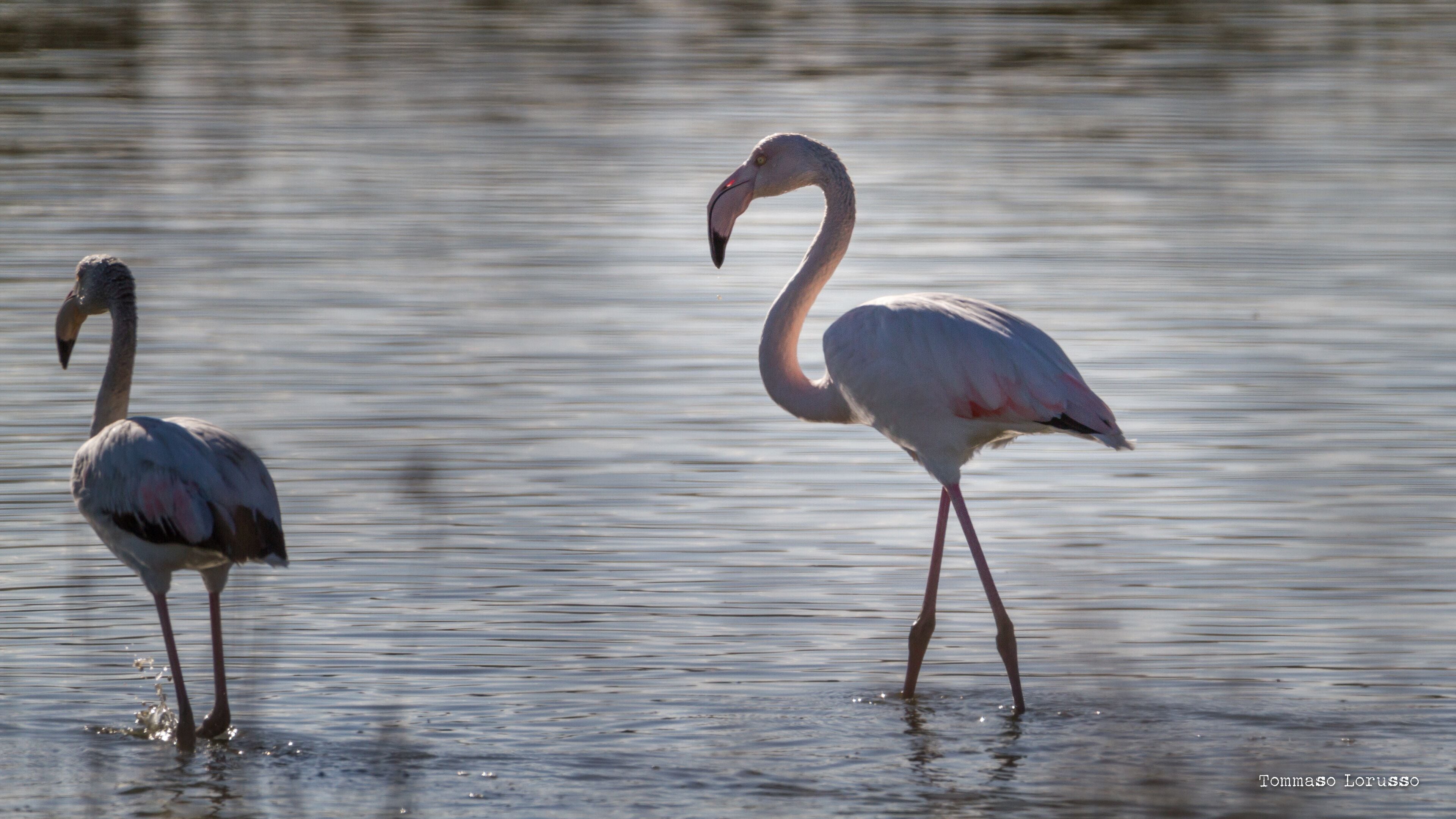 Dos flamencos de pie en el agua.