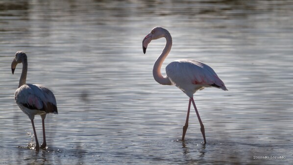 Two flamingos standing in water.
