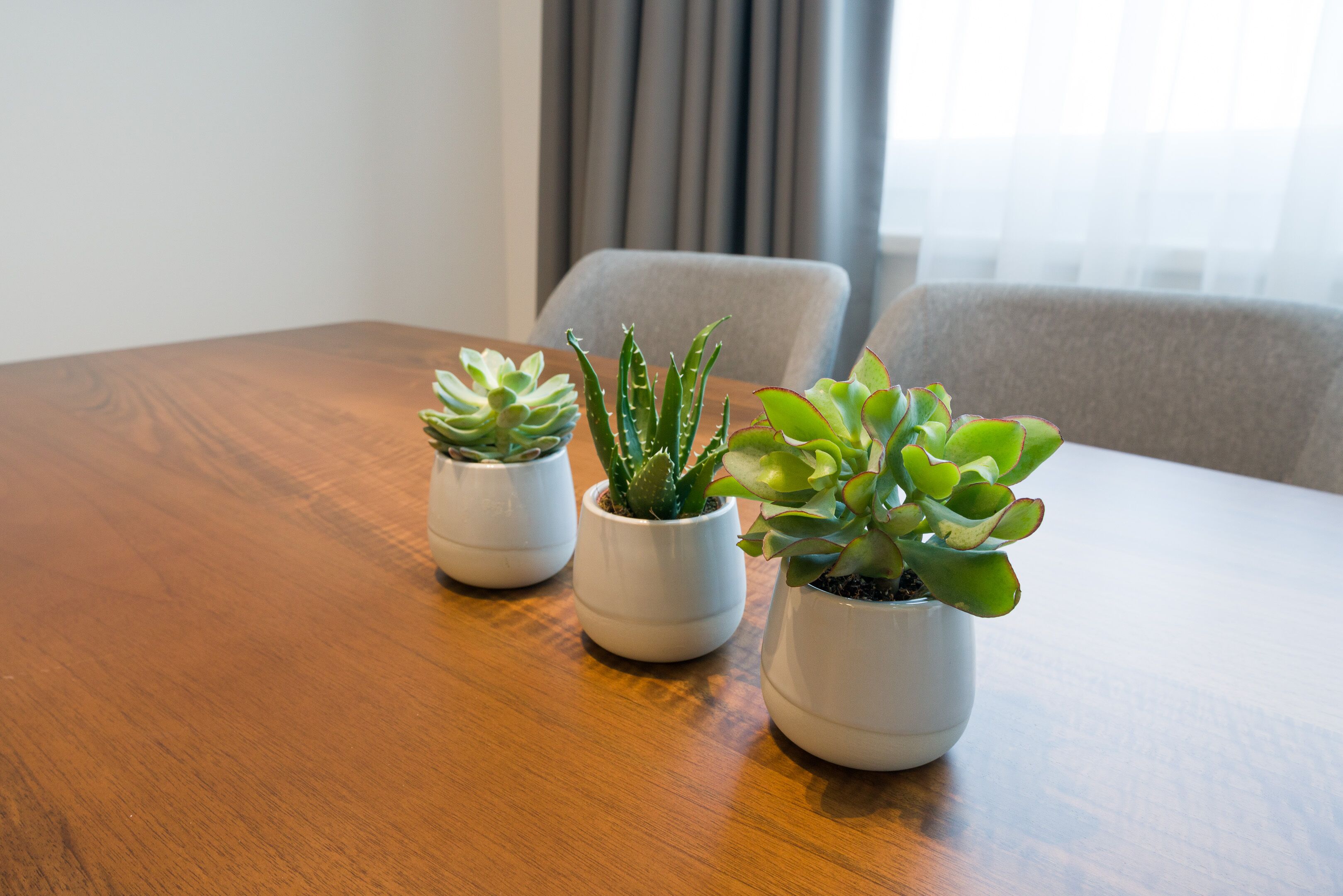 Three potted succulents on a wooden table in a room with a grey chair and a window with curtains.