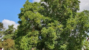 Ein großer Baum in einer Grünfläche unter blauem Himmel.