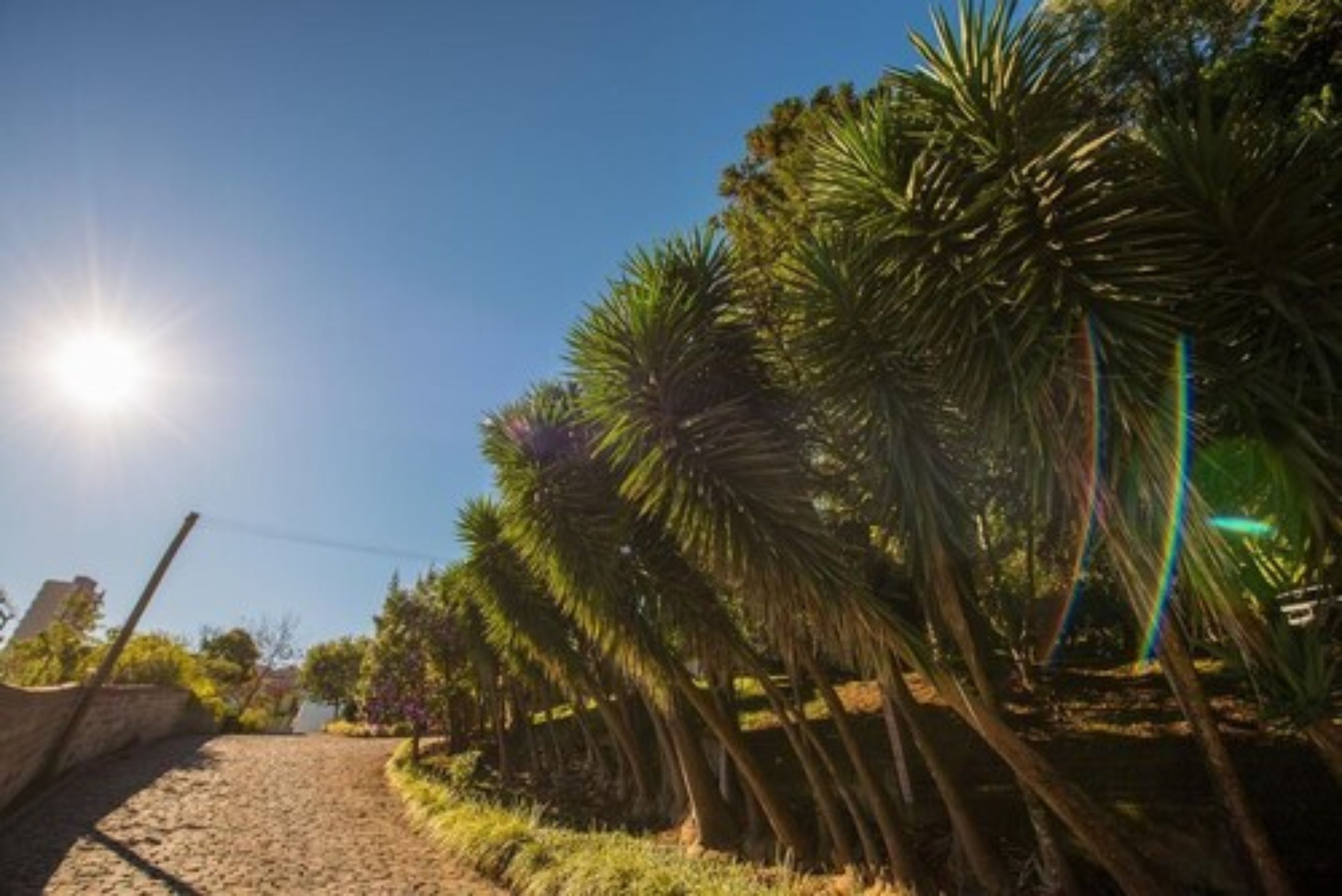 Un camino bordeado de palmeras bajo un cielo despejado.