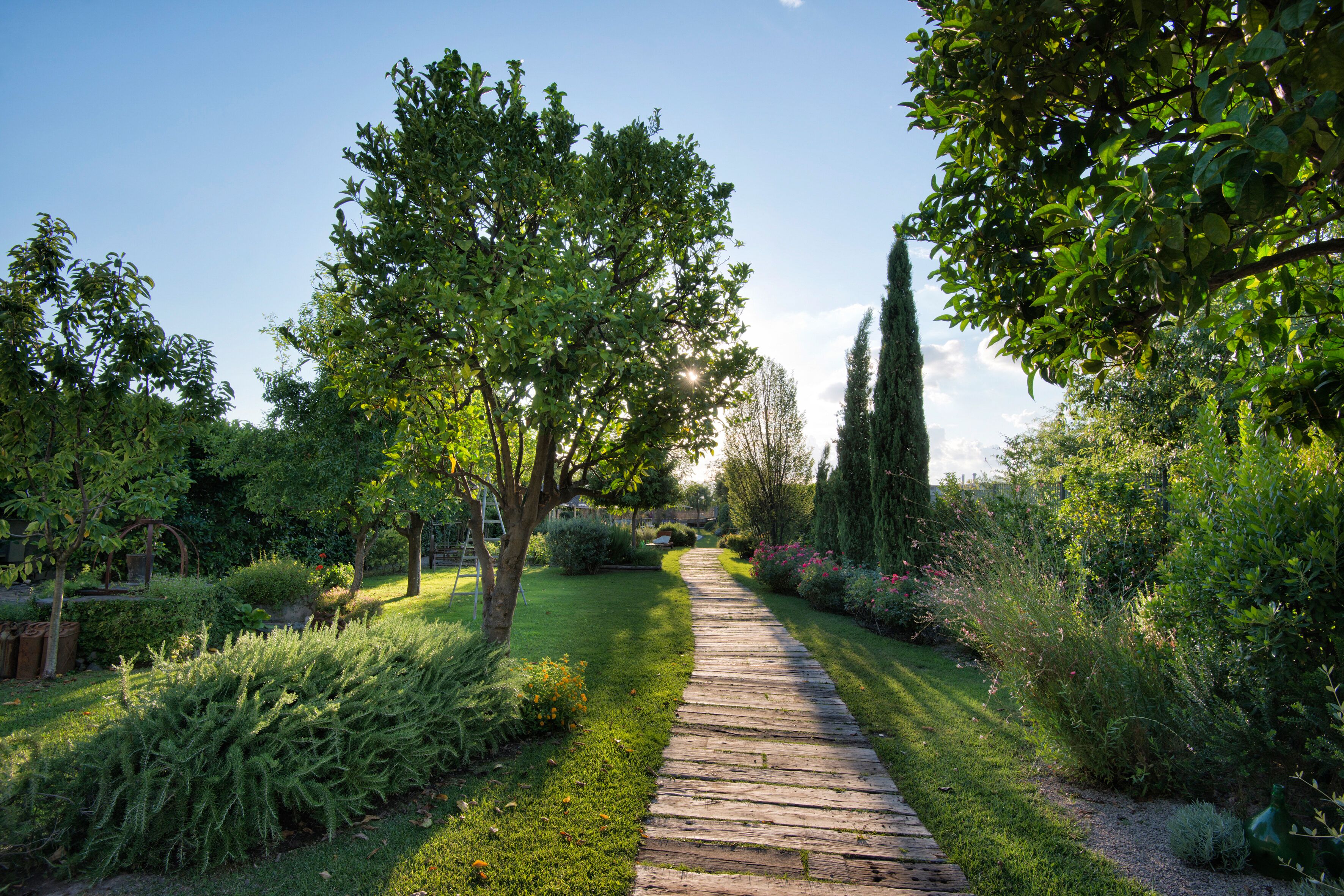 A wooden pathway in a garden with various plants and trees.
