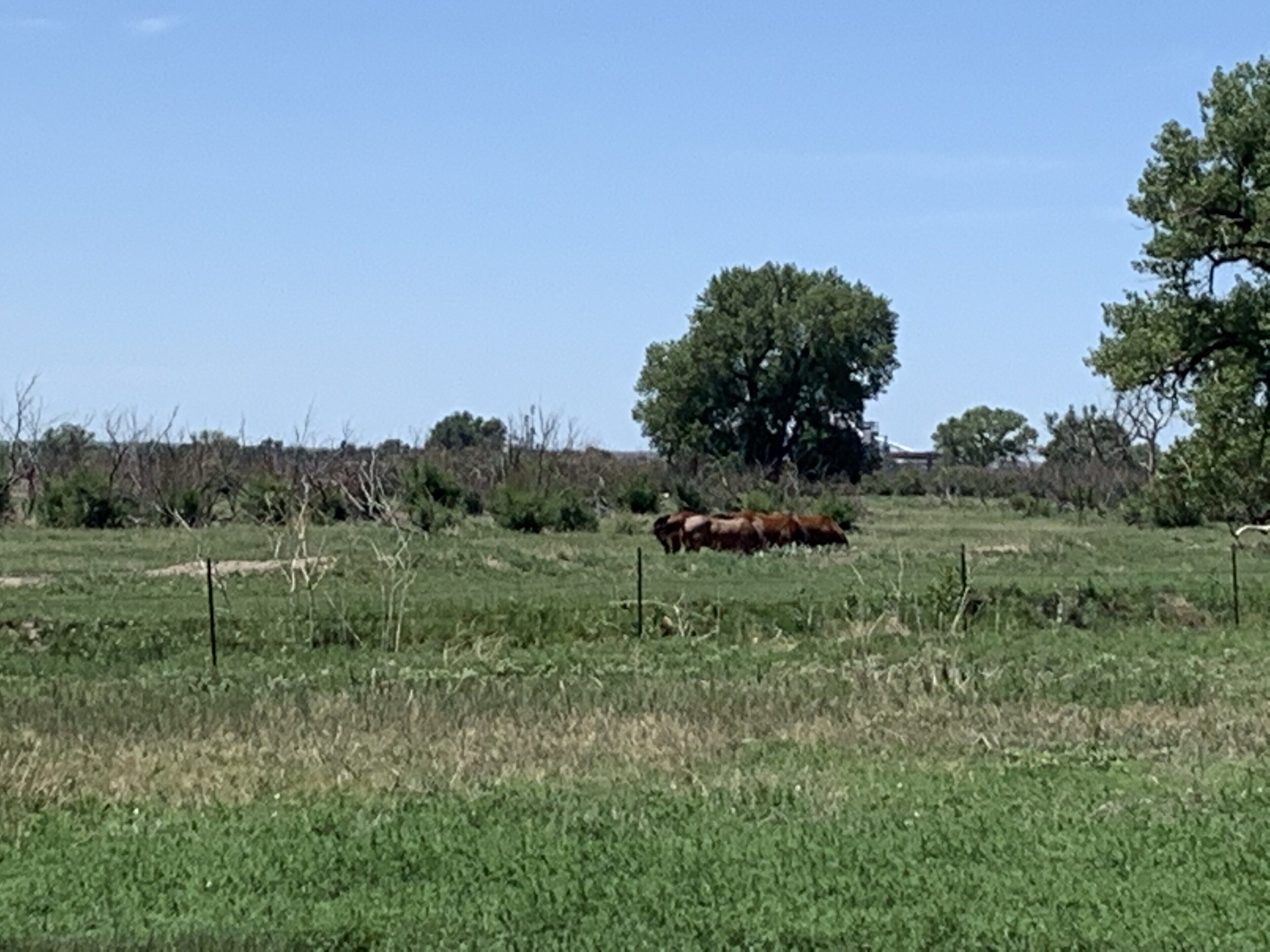 Een landelijk landschap met een omheind veld, een grote boom en een koe die graast.