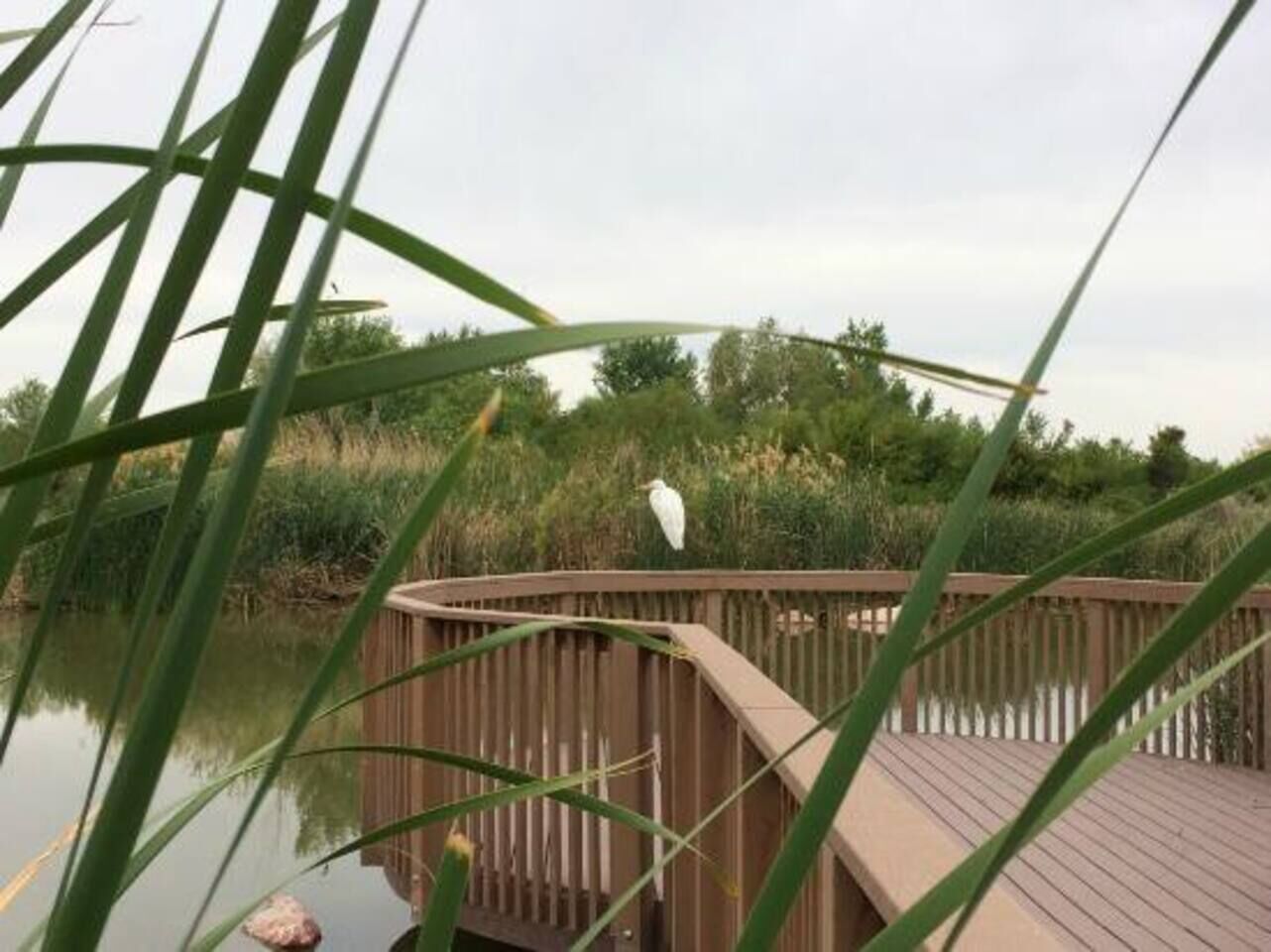 Forget you're in the desert and adventure through rapid waterfalls and wildlife at Wetlands Park, a short 15 minute drive away.