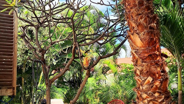 Tinaja rodeada de abundante follaje y una palmera.