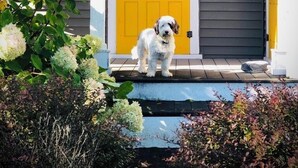 A dog standing on a porch with a yellow door and white columns.