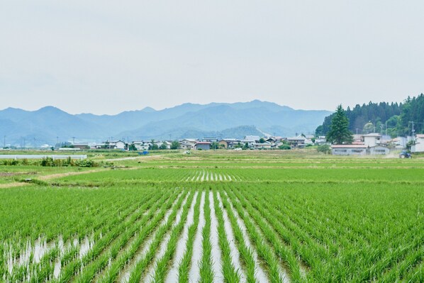 A rural landscape with a field of crops and a distant mountain range.