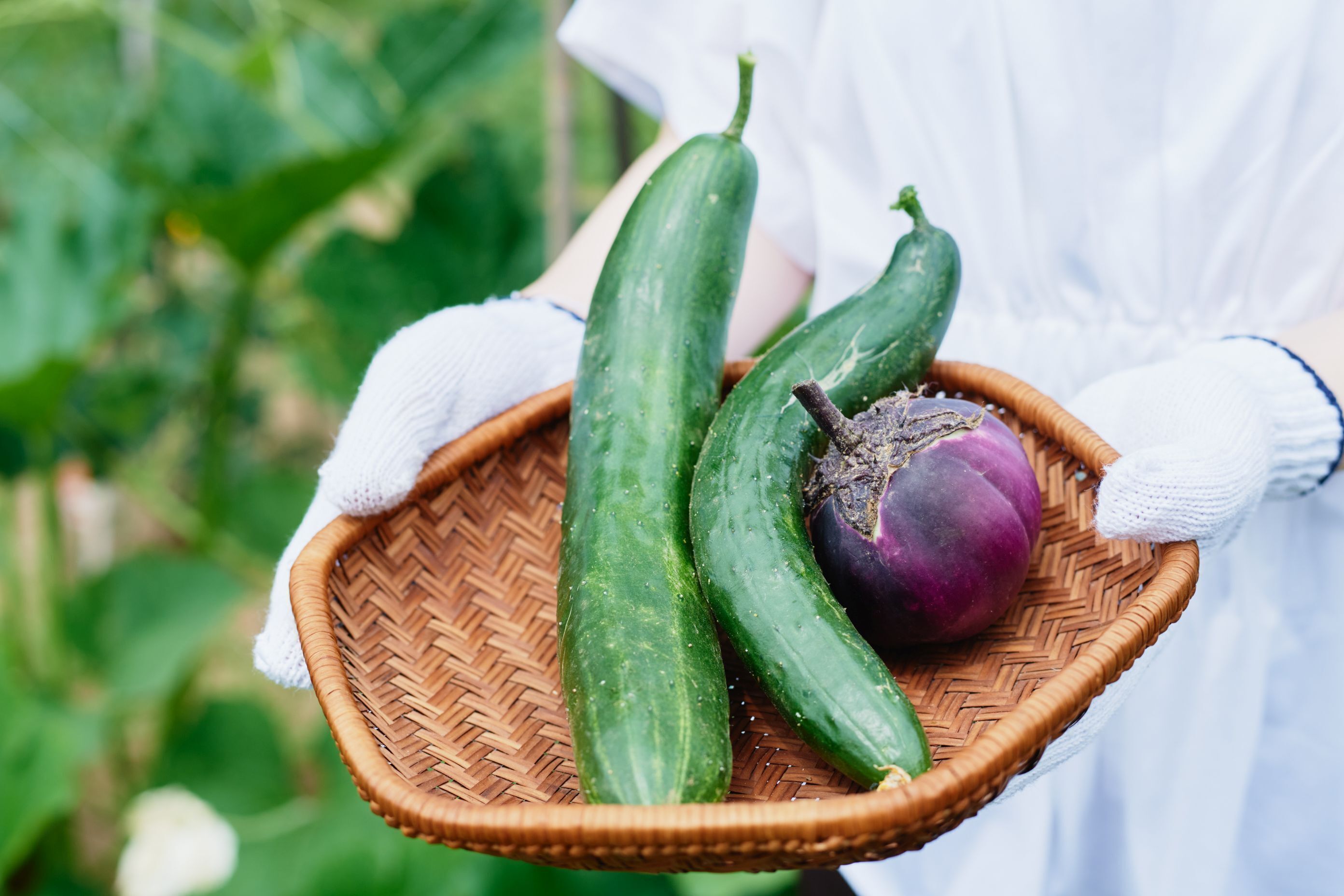 A basket containing cucumbers and a purple eggplant.