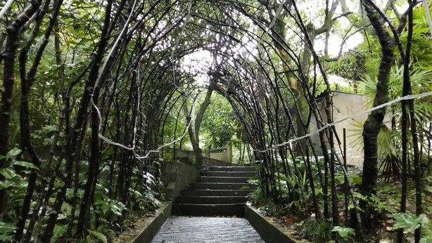 A wooden pathway leading through a lush, green area with dense foliage on either side. - Jingheyuan Mianzhu (Deyang)