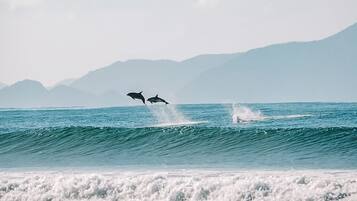 Servicio gratuito de transporte a la playa, tumbonas y buceo con tubo