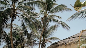 A beach house with a thatched roof, palm trees, and a sandy path leading to the entrance. - Casa Gaia ~ Mahayana, Private Vacation Home on Tulum beach with turquoise sea at your doorstep! (Tulum)