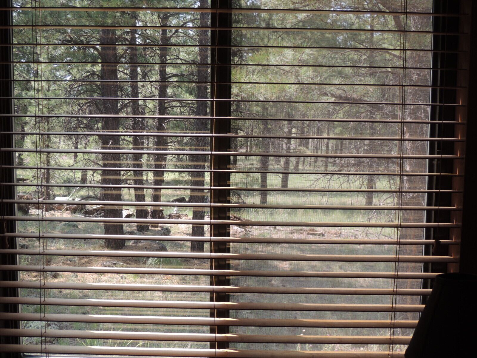 A window with horizontal blinds, offering a view of a forested area with trees and a grassy field.
