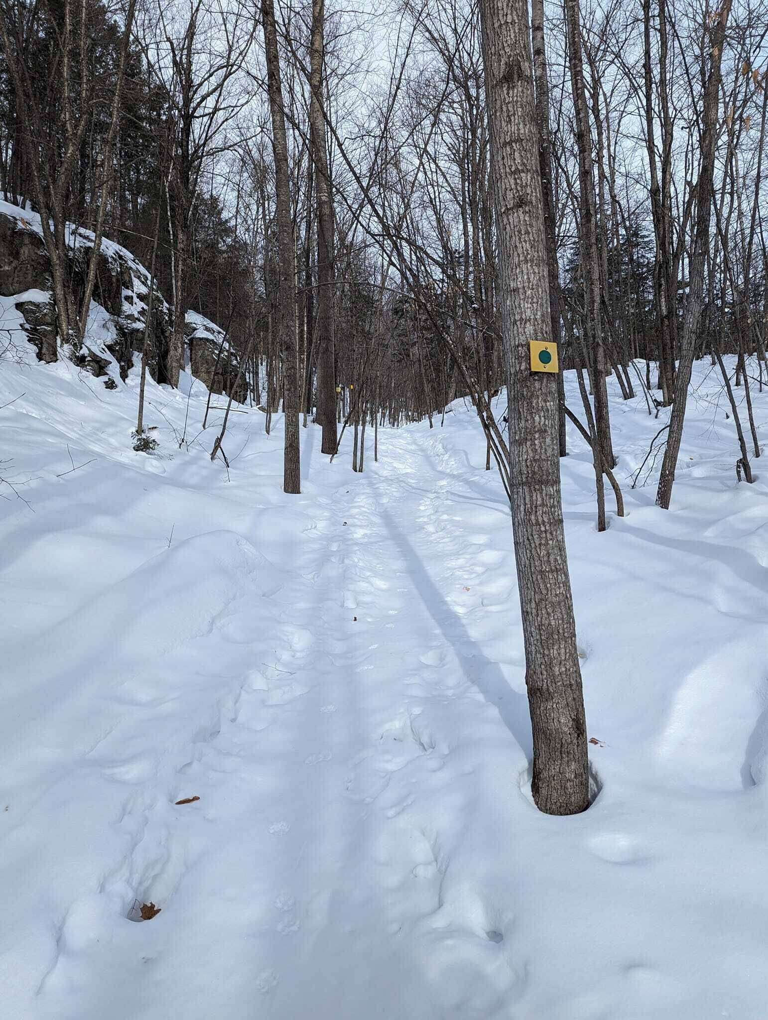 Un sentier forestier enneigé, avec des arbres sans feuilles et un panneau jaune fixé sur le tronc d’un arbre.