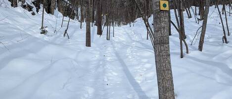 Un sentier forestier enneigé, avec des arbres sans feuilles et un panneau jaune fixé sur le tronc d’un arbre.
