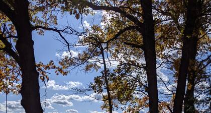 3 Bdrm, Loft, 1.5 baths knotty pine cabin, handicap accessible on 55 acre lake