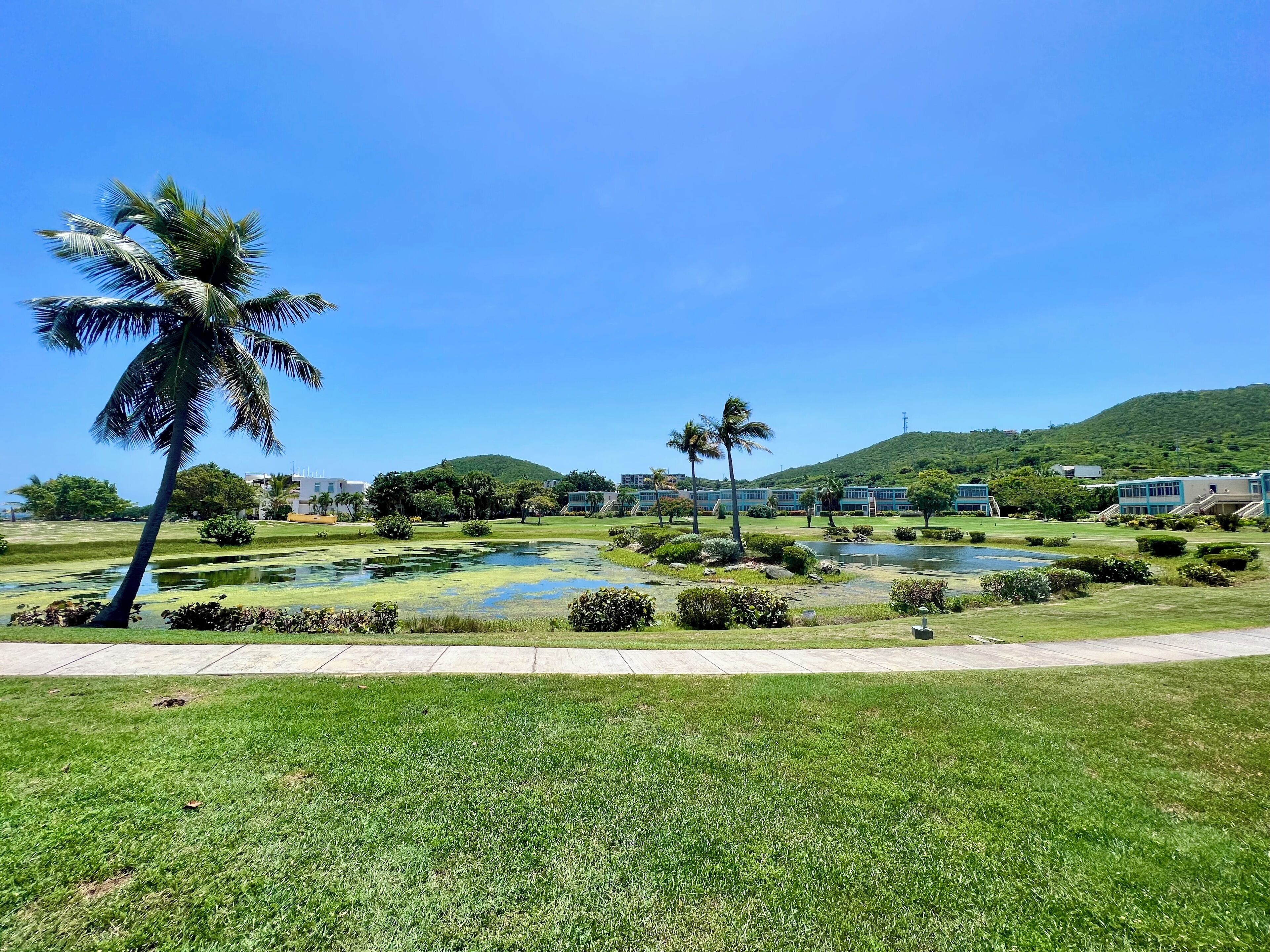 A well-maintained park with a pond, palm trees, and a grassy area.