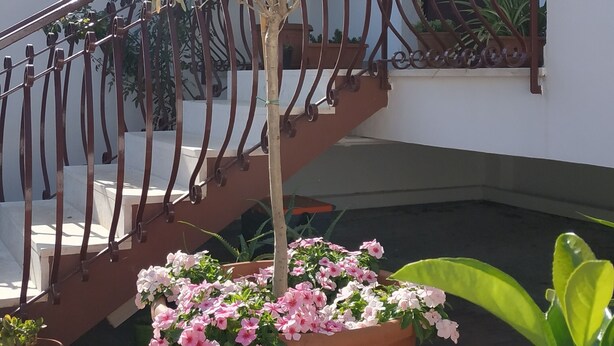Una planta en maceta con flores rosadas frente a una escalera con barandilla de metal.