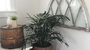 A corner of a room with a white cabinet, a wooden barrel, a wicker pot with a plant, and a decorative window. - One bedroom fully equipped Mahone Bay luxury cottage (Mahone Bay)