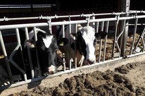 Niet-geclassificeerde afbeelding, 5 van 12, knop