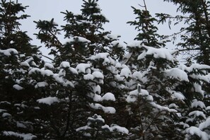 Een dicht bos van altijdgroene bomen, bedekt met sneeuw.