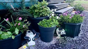 A garden with various potted plants and decorative sheep figures. - Shepherds Hut With Hot Tub, North Wales, Anglesey (Llanfairpwllgwyngyll)