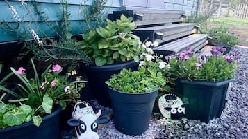 Huisje | Terrein van de accommodatie