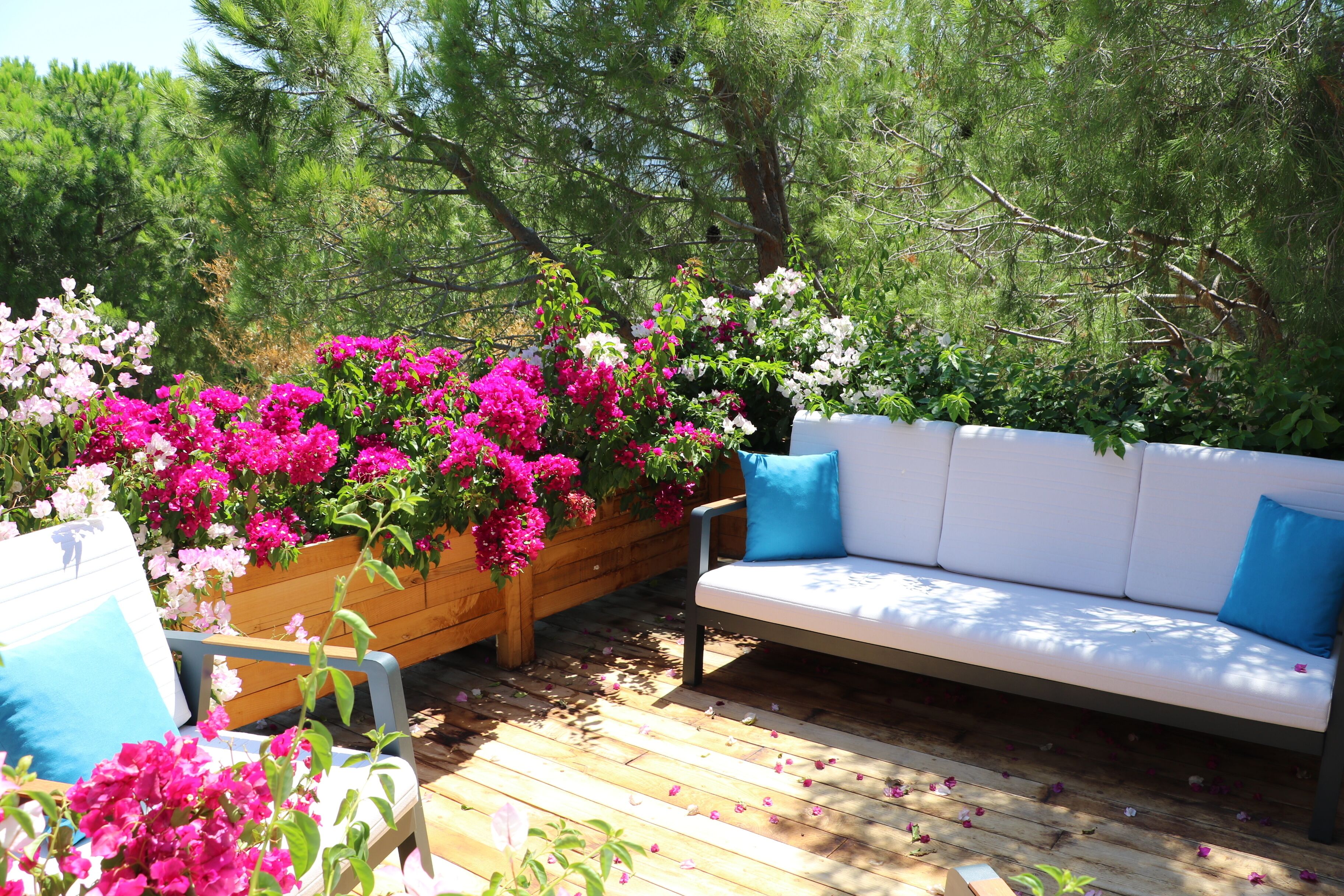 Una terraza de madera con un sofá blanco y cojines azules, rodeada de flores vibrantes en tonos rosa y blanco.