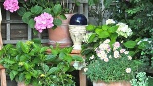 A garden with potted plants and flowers, including hydrangeas and roses, in front of a wooden fence. - Ferienwohnung 1, 90 qm, Eigener Eingang, mit Terasse, 4 Sterne (Samerberg)