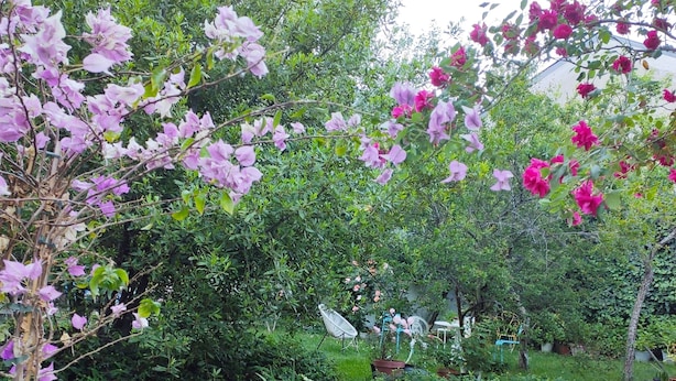 Een tuin met verschillende planten en een metalen stoel.
