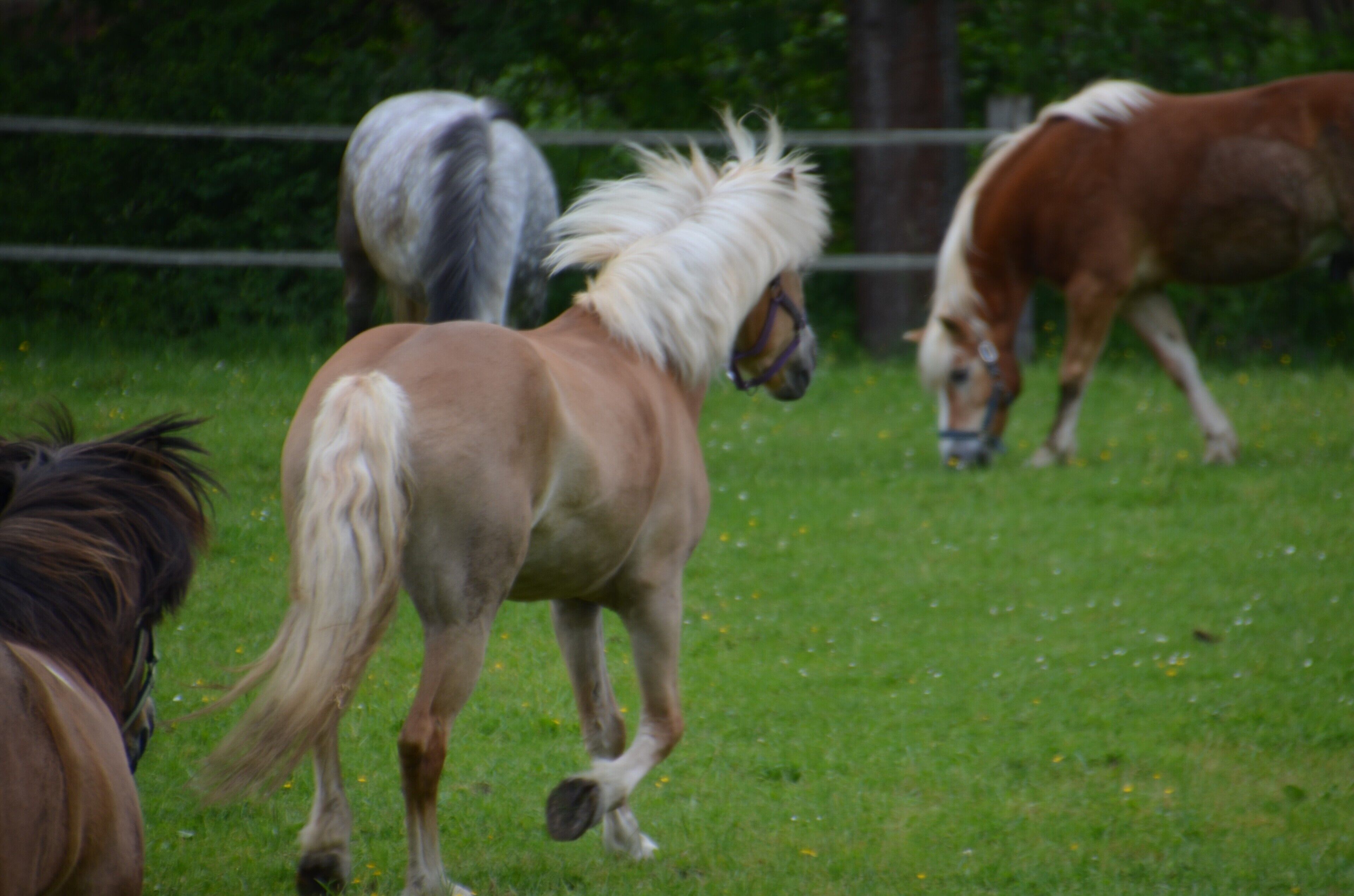 Un grupo de caballos en un campo de hierba.