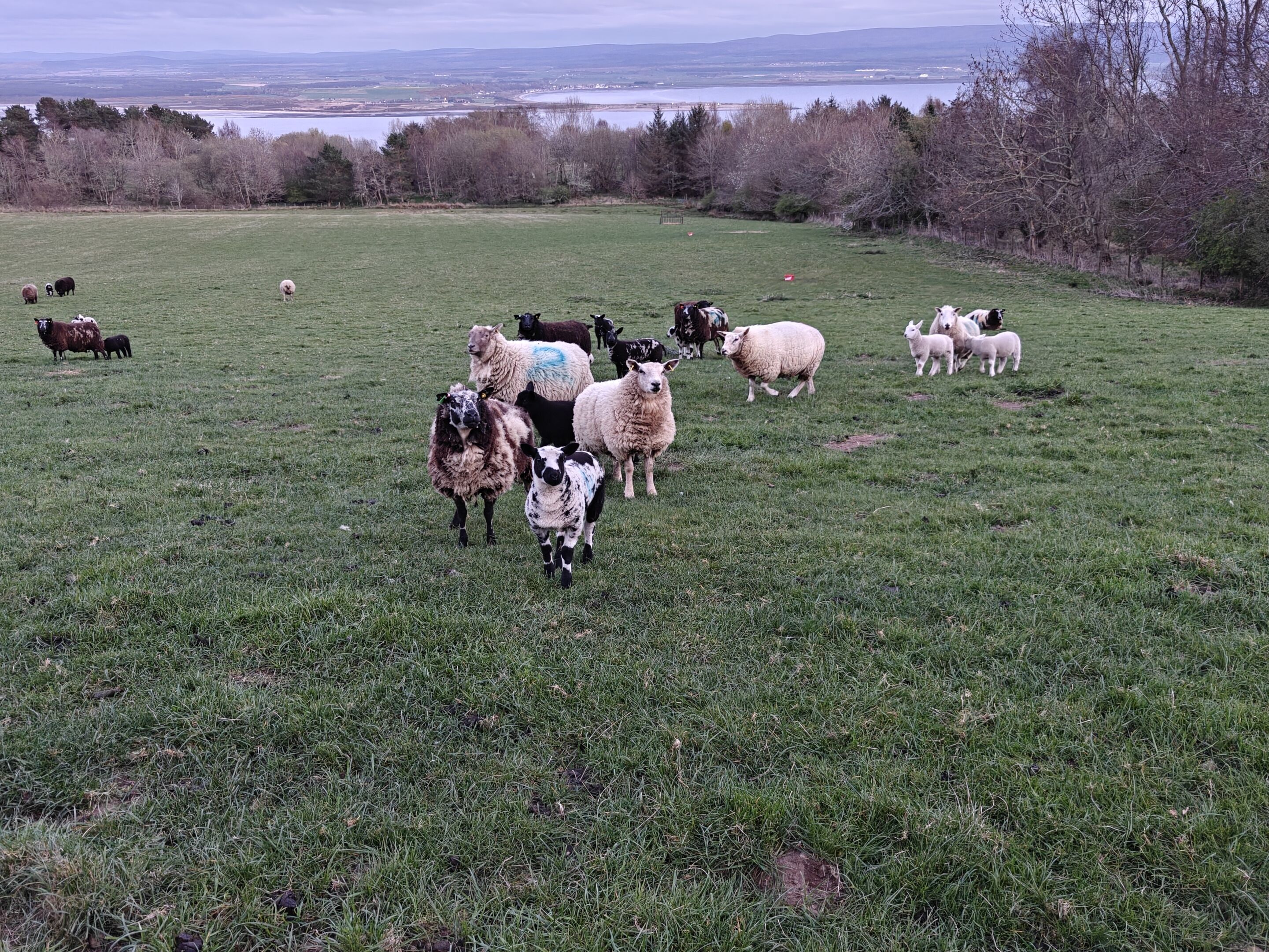 A grassy field with sheep and a distant body of water.