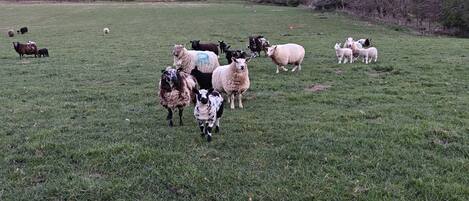 A grassy field with sheep and a distant body of water.