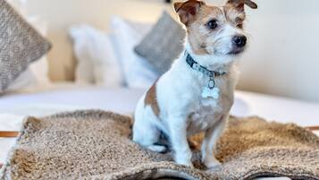 A dog sitting on a textured rug in a room with a bed and pillows.