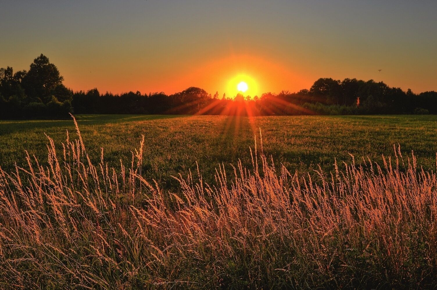 A sunset over a field with tall grasses in the foreground.
