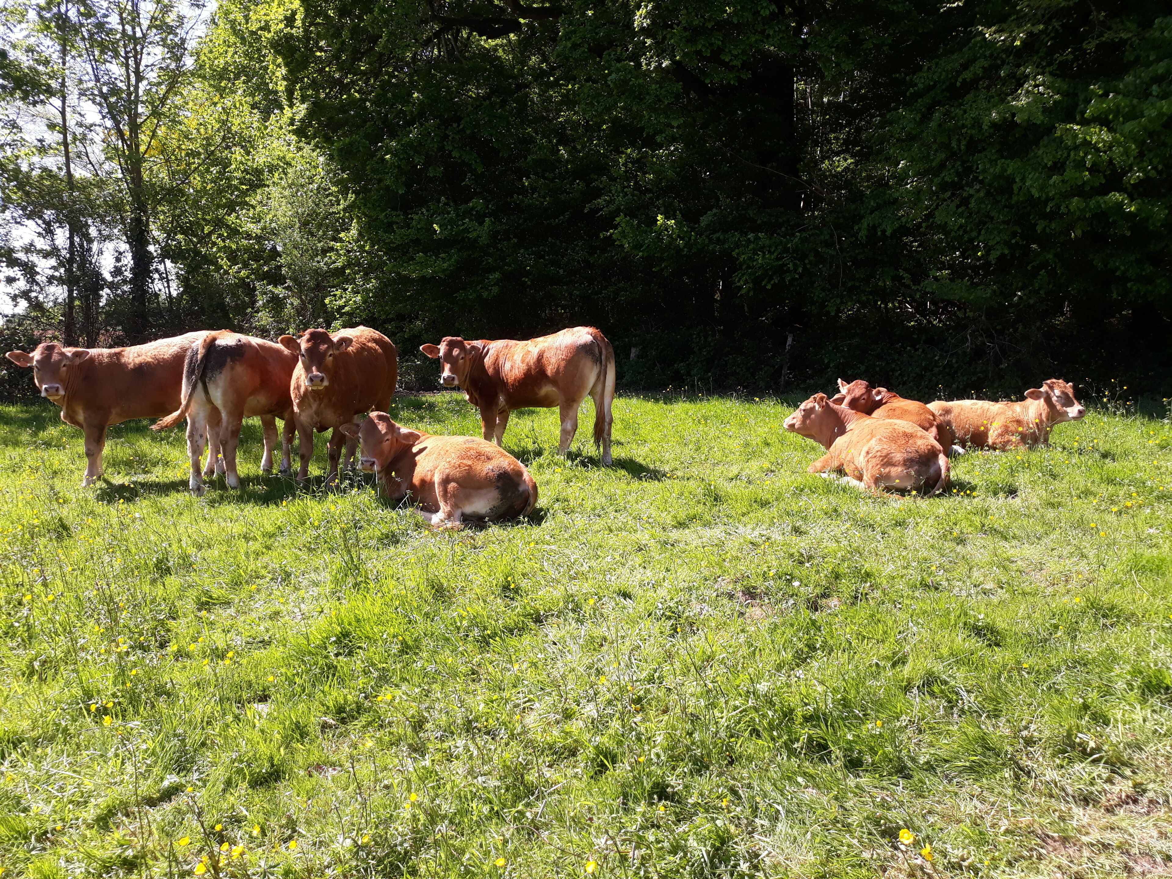 A grassy field with several cows.