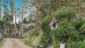 A dirt path flanked by dense vegetation and trees. - Mountain Chalet with Sea Views & Pool (Moya)