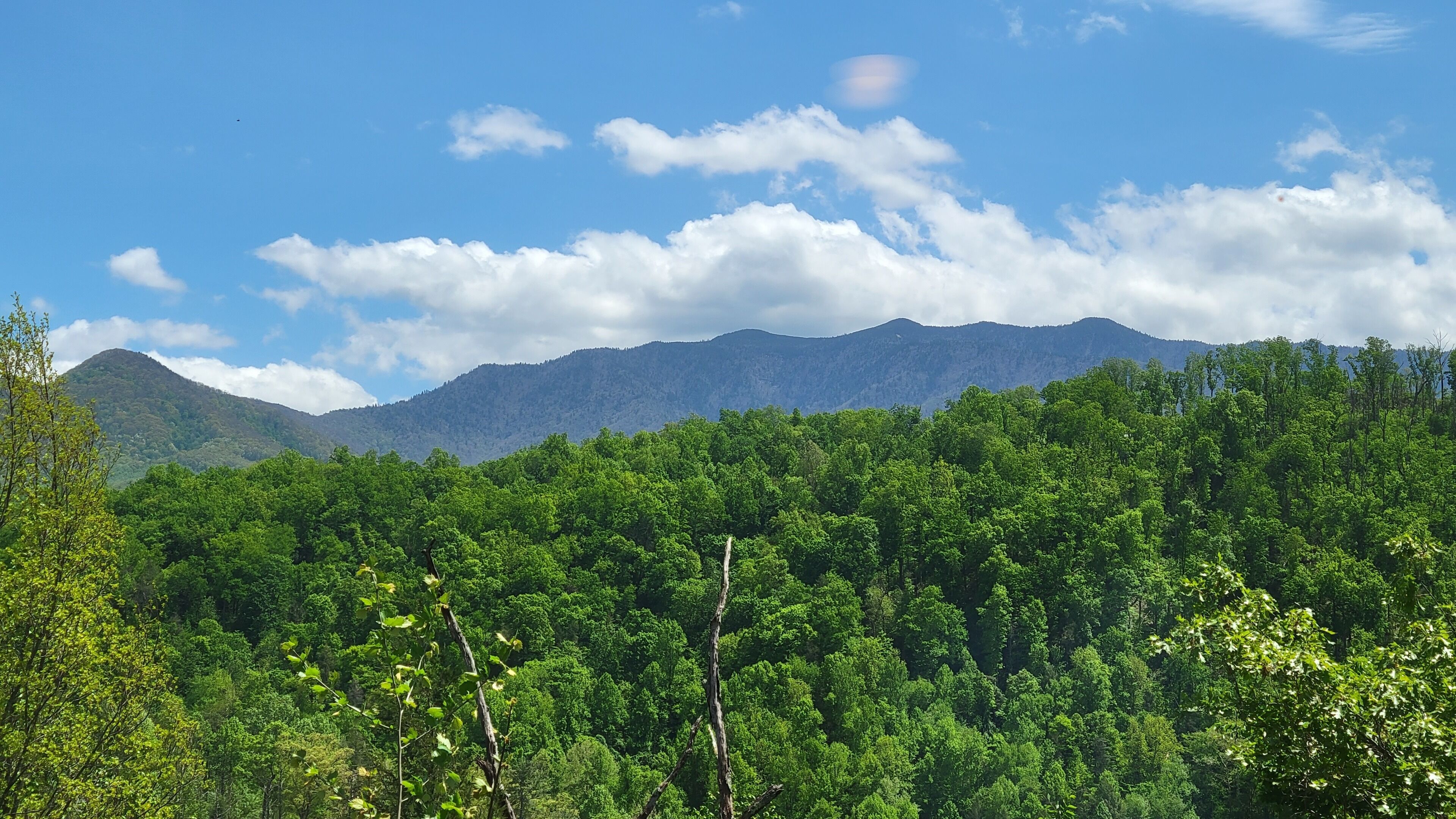 A forested mountain landscape with dense green trees and a clear sky.
