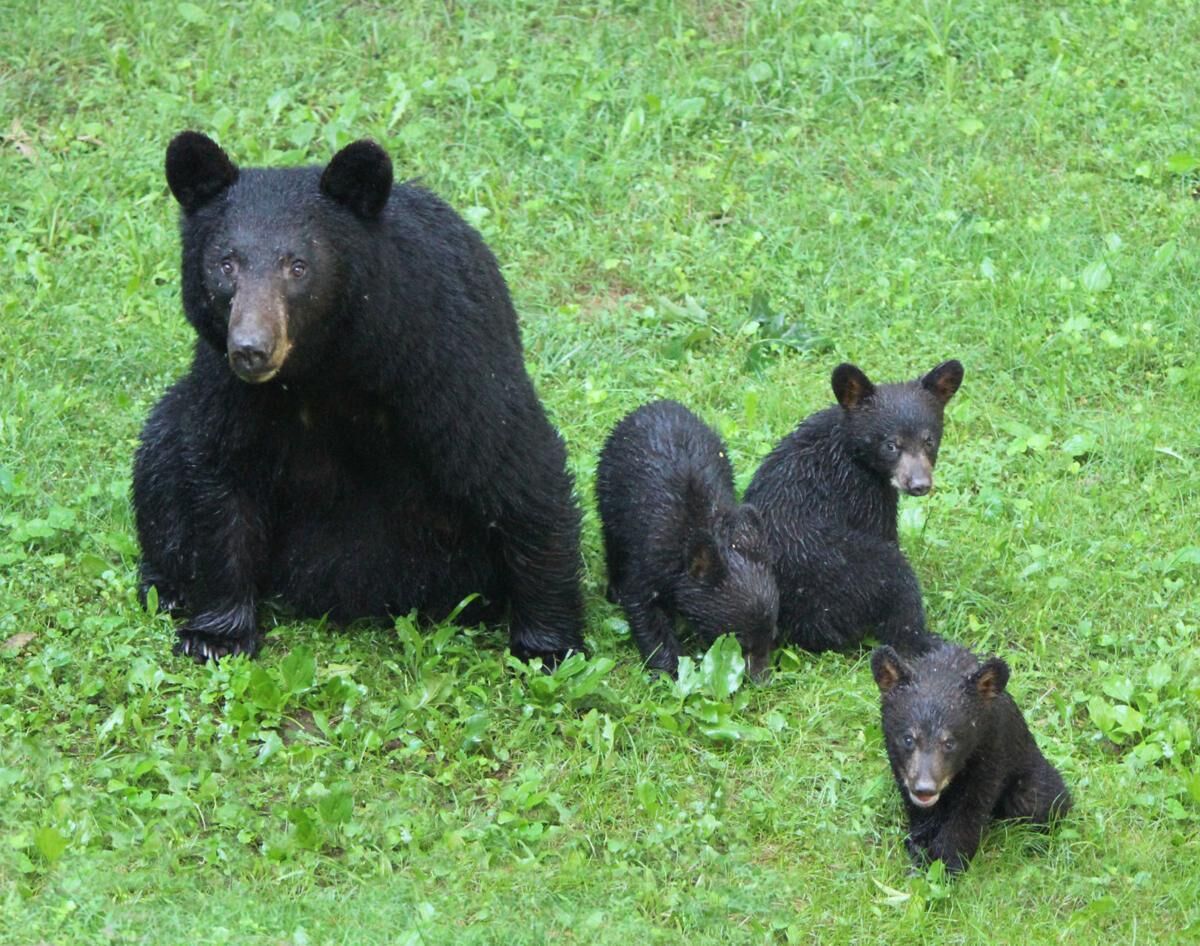 A bear with three cubs in a grassy area.