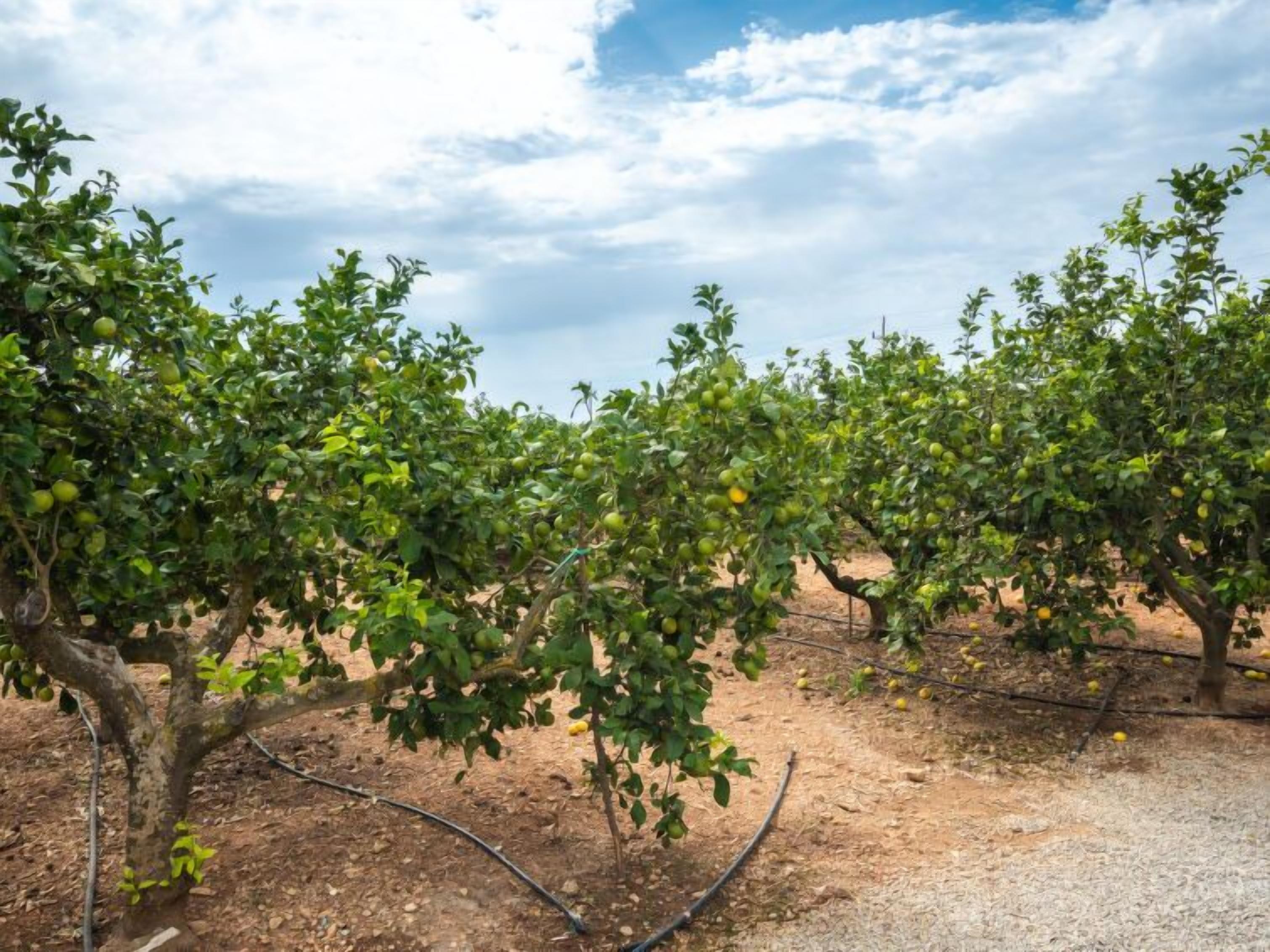 An orchard with rows of trees bearing fruit.