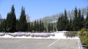 Un parking avec une surface revêtue et une rangée d’arbres et de fleurs violettes en arrière-plan.