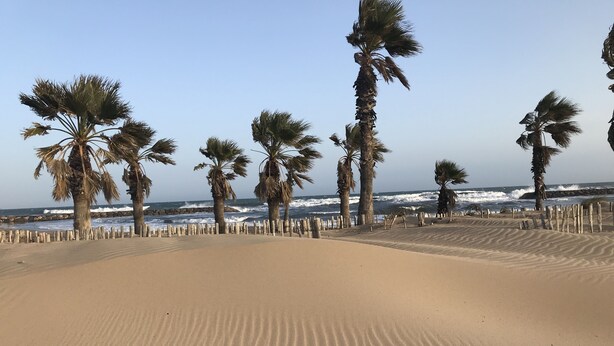 Una playa arenosa con palmeras y una valla de madera.
