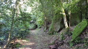 Un sentier boisé, bordé de rochers couverts de mousse et d’un feuillage dense.