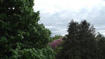 Een dicht bos met verschillende bomen en een bewolkte lucht.
