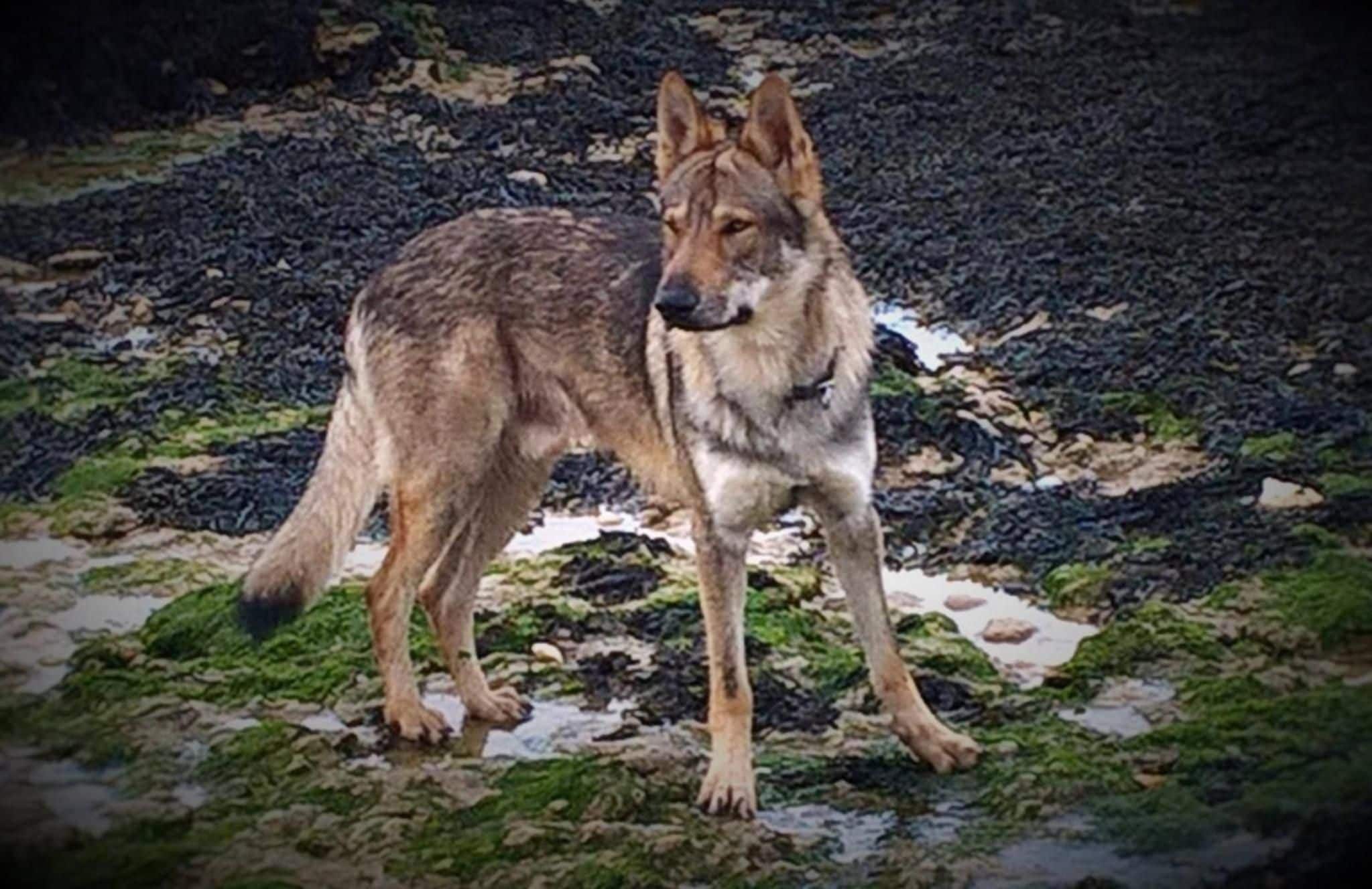 A wolf standing on a rocky terrain with sparse vegetation.