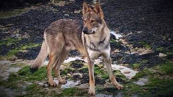 A wolf standing on a rocky terrain with sparse vegetation.