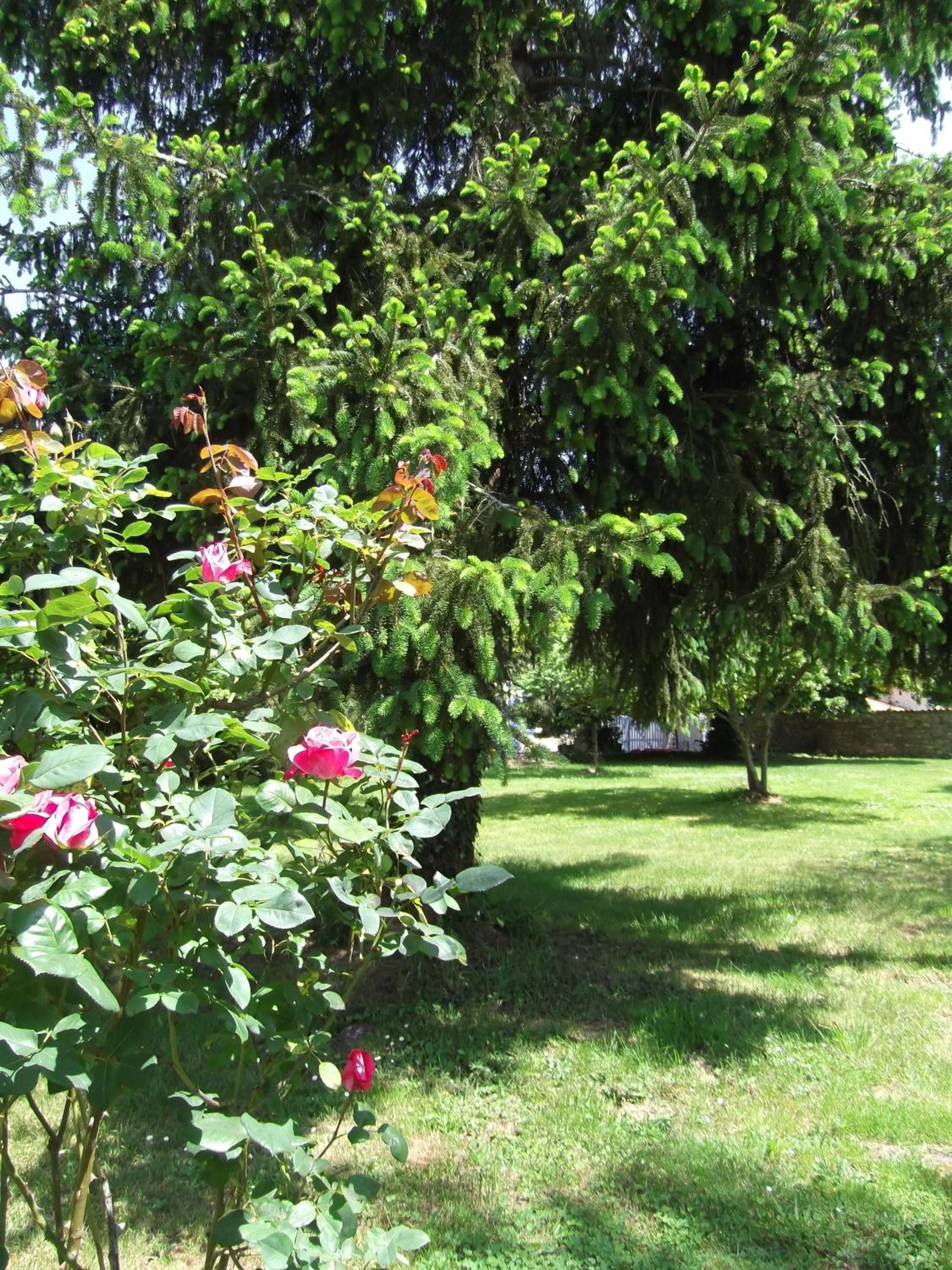 A garden with a variety of trees and flowering plants, including roses.