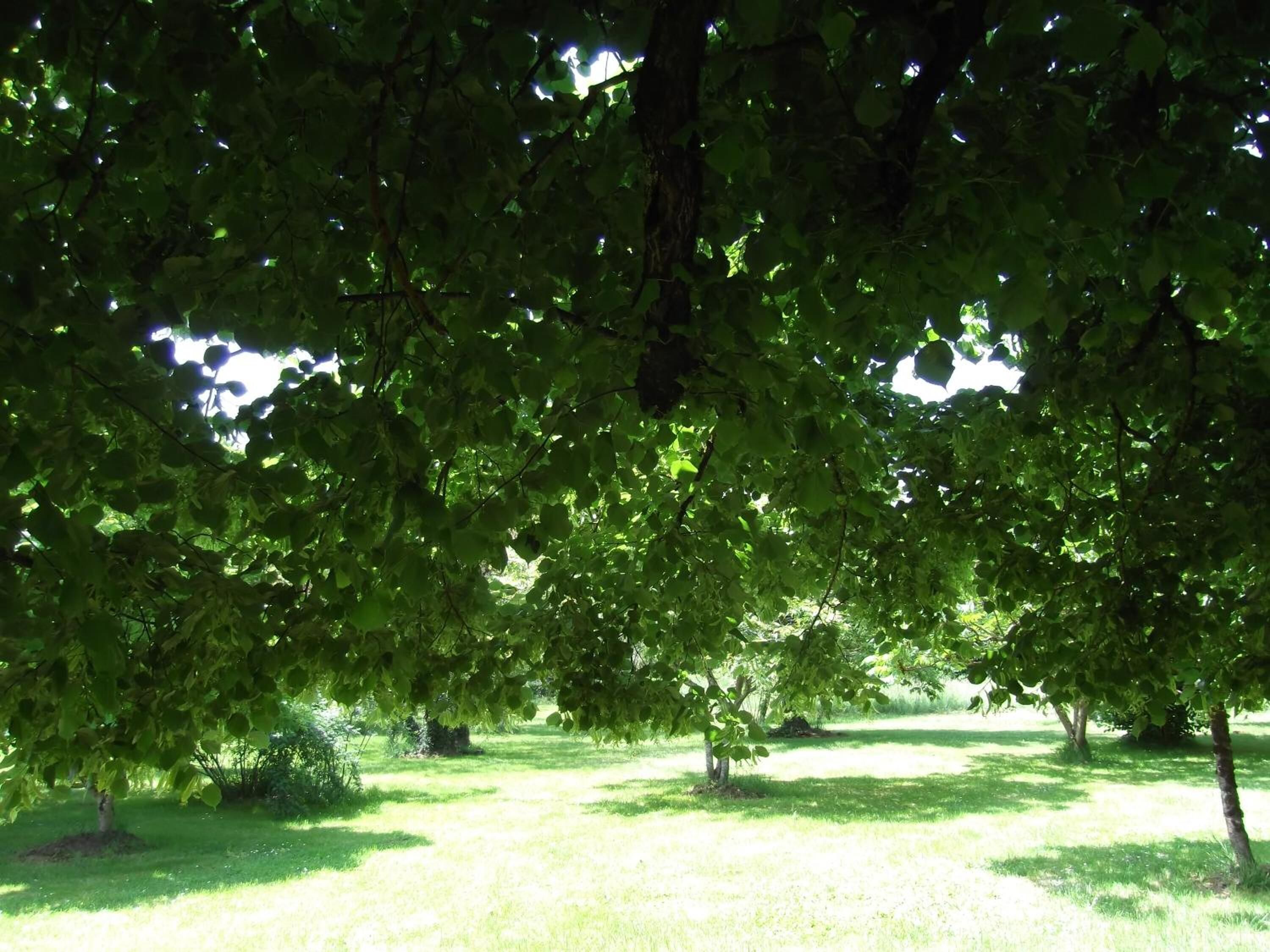 Un parque con árboles y césped.