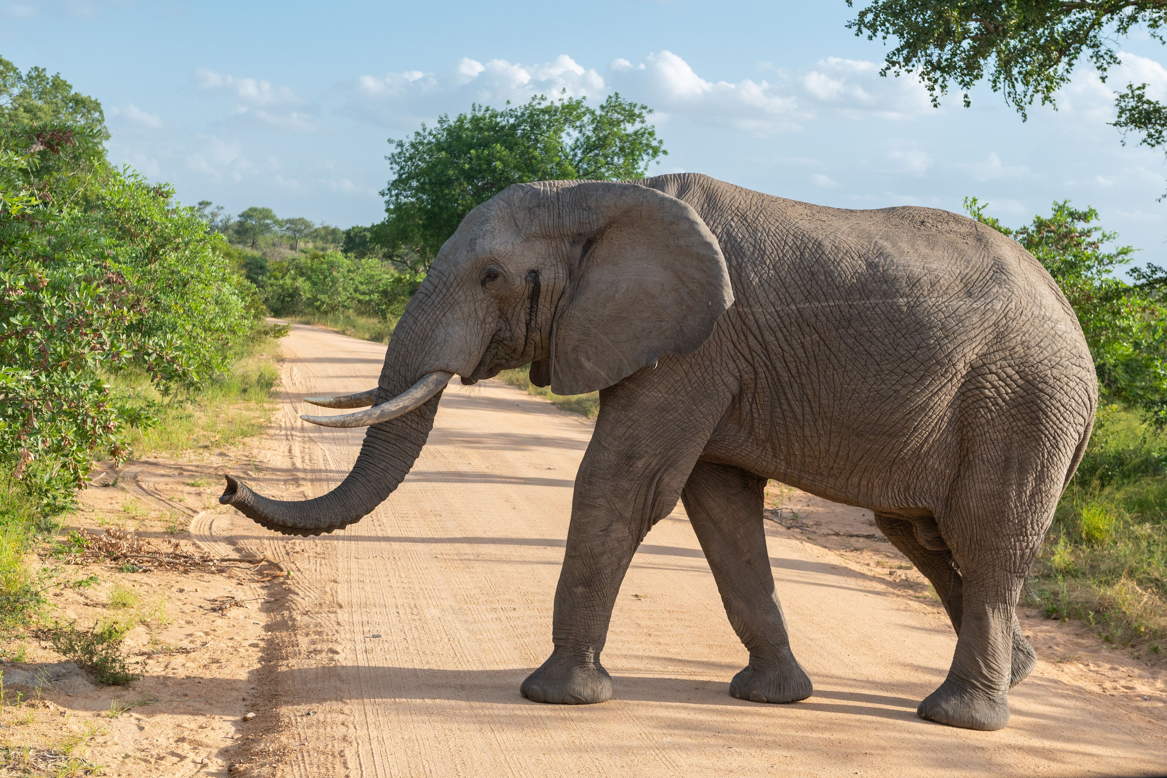 An elephant walking on a dirt road surrounded by greenery.