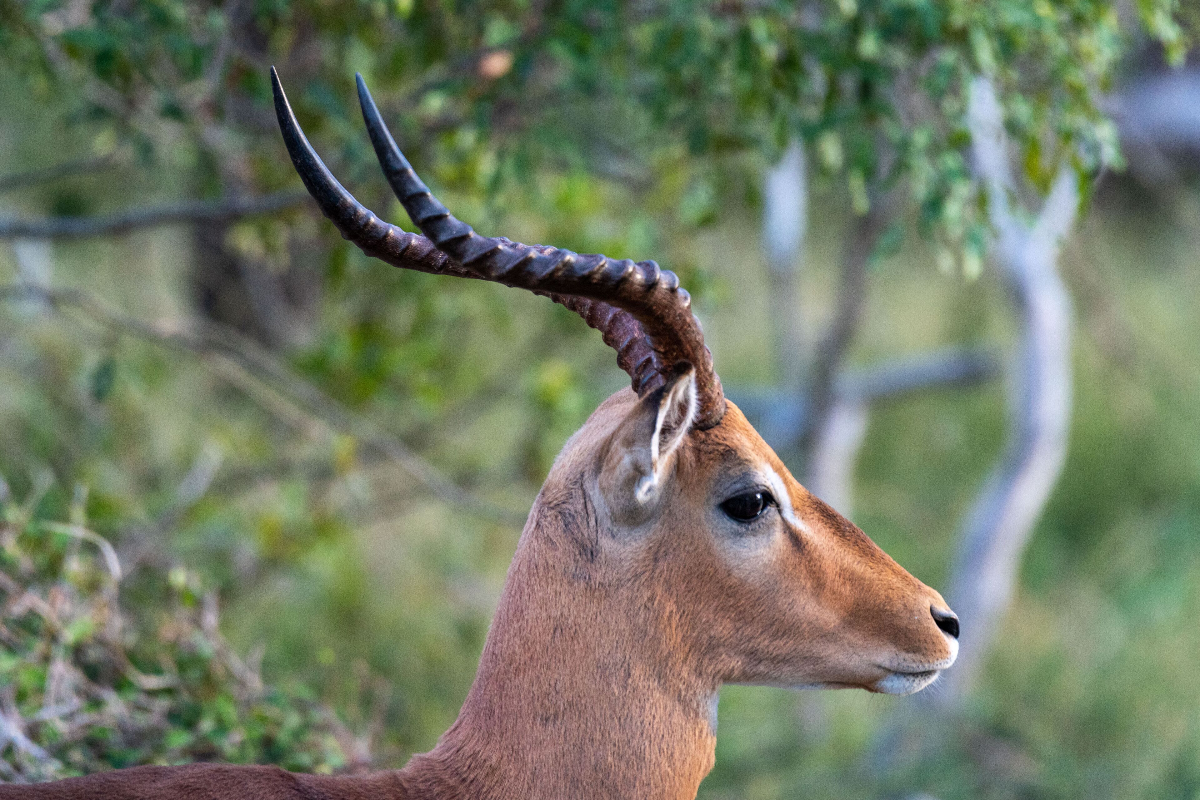A close-up of a deer with prominent antlers.